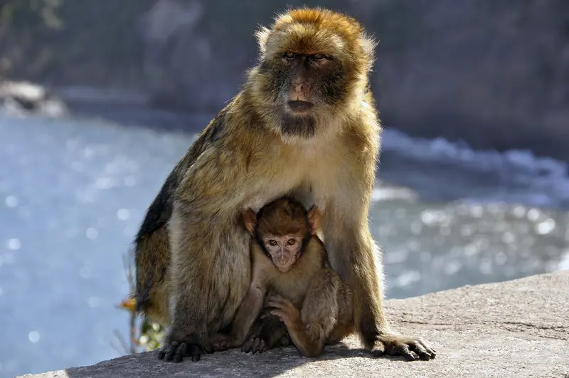 Macaque de Barbarie et son petit dans le parc national de Gouraya